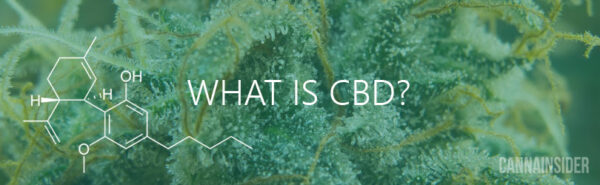 What Is CBD? An Introduction To CBD (Cannabidiol)